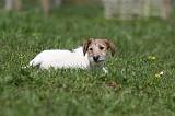 JACK RUSSEL 131